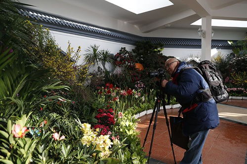 中山公園迎春花卉精品展 70余種珍品競相開放，引領(lǐng)種植技術(shù)新探索